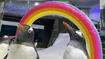 Gay Penguin Sphen, of Australian Aquarium 'Power Couple,' Dies at 11